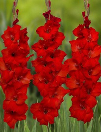 ��������� �����, 14/+