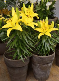 ����� ����� ��������, 10/12, ��.����.