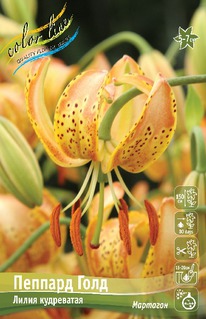 ����� ������� ����, 12/14, ����.