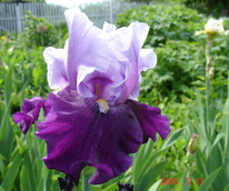 ���� ������� ����, I