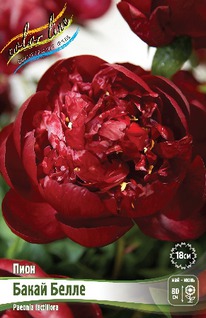 ���� ����� ����� 3/5 n