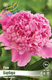 ���� ������� 2/3 n