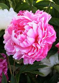 ���� �.�. ������ 2/3n