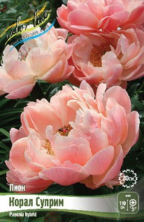 ���� ����� ������ 2/3n