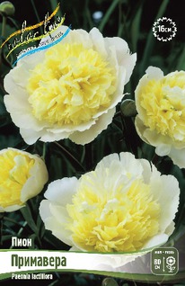 ���� ��������� 2/3n