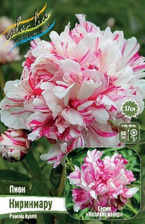 ���� ��������� 2/3n