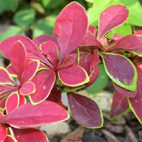 �������� �������� ��������