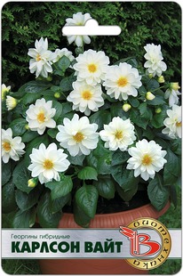 �������� ��������� ������� ����