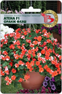 ��������� ������� �������� ��������� ����� F1 ����� ����