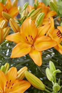 ����� ���� ����