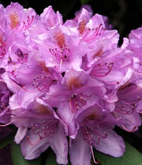 ����������� ������������ ������������,