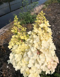 ��������� ����� �������