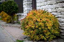 ������ �������� ���������