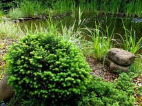 ��� �������� �����