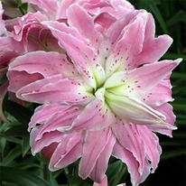 ����� ����� �������, ��������� �������, ��������