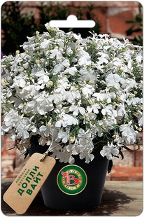 ������� �������� ����� ����