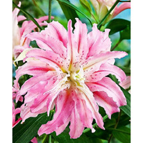 ����� ��������� �������� (���������) ������ ����