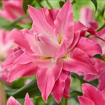 ����� �������� ��������� Dreamline (��������)