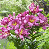 ����� ����� ���� ��������  14/16