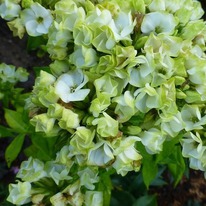 ����� ����������� ����� ����