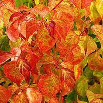 ����� �������-������� ���� ������ �����