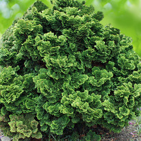 ����������� ����� ���� ��������