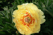 ���� ���-������ ����������� �������