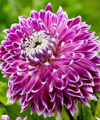 ������� �������� (������������)