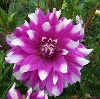 �������� ��� ���� ������������