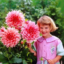 �������� ����� ����� (�������)