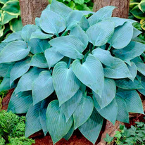 ����� ������� ���