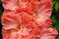 ��������� ����� 5 ��.