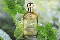 Guerlain Aqua Allegoria Herba Fresca ������ 35% �� 28.02.