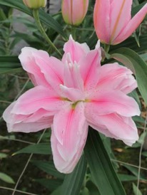 ����� ������ (�������.������, ������)